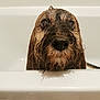 dog, wet, bathtub, bath, pet, indoor, closeup, fur, canine, looking_up, water, muzzle, nose, animal, bathroom, sad, head, expression, face, domestic_animal