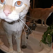 Winter participe au concours pour gagner de l'argent avec cette photo : cat, whiskers, closeup, bathroom, sink, pet, animal, curious, feline, indoor, orange_cat, reflection, window, plant, domestic, two_cats, household, fur, paws, night