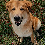 Buck is registered to the contest to win money with this photo: dog, golden_brown, smiling, leash, grass, flowers, outdoor, nature, happy, pet, canine, fur, field, red_flowers, sitting, daylight, playful, closeup, animal, friendly