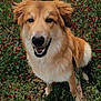dog, golden_brown, smiling, leash, grass, flowers, outdoor, nature, happy, pet, canine, fur, field, red_flowers, sitting, daylight, playful, closeup, animal, friendly
