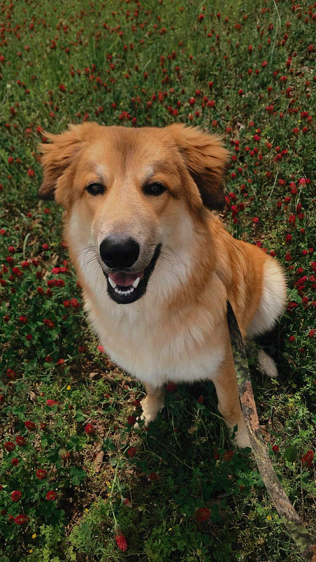 Buck is registered to the contest to win money with this photo: dog, golden_brown, smiling, leash, grass, flowers, outdoor, nature, happy, pet, canine, fur, field, red_flowers, sitting, daylight, playful, closeup, animal, friendly