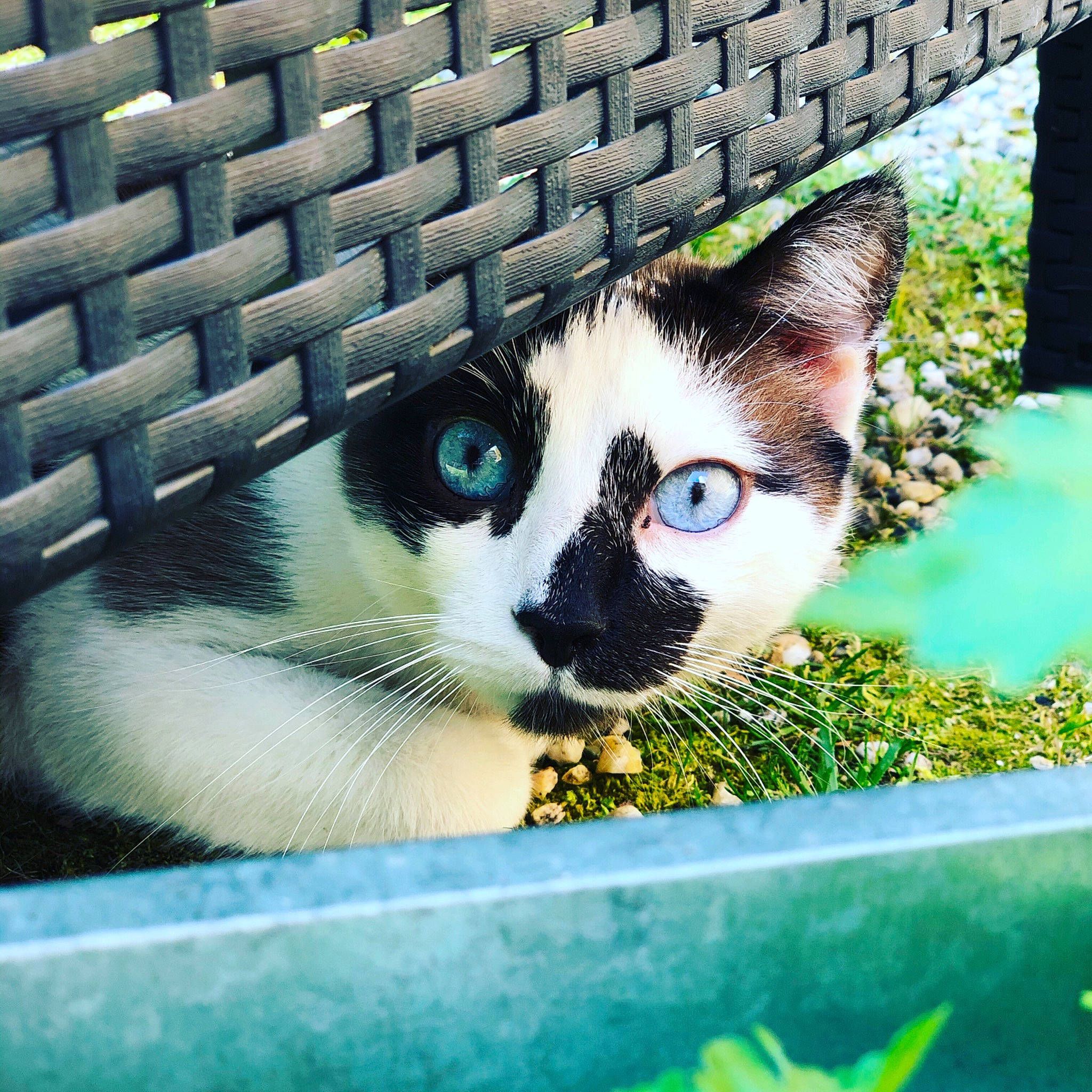 Iris participe au concours pour gagner de l'argent avec cette photo : carnivore, cat, domestic_short_haired_cat, eye, fawn, felidae, fur, grass, leg, line, paw, photo_caption, plant, small_to_medium_sized_cats, snout, tail, tints_and_shades, tree, whiskers, window