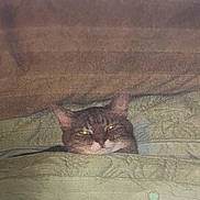 Faith is registered to the contest to win money with this photo: animal, bed, blanket, cat, comfort, cozy, cute, domestic, ears, face, feline, fur, hidden, indoor, pet, quiet, resting, sleepy, snuggled, warm