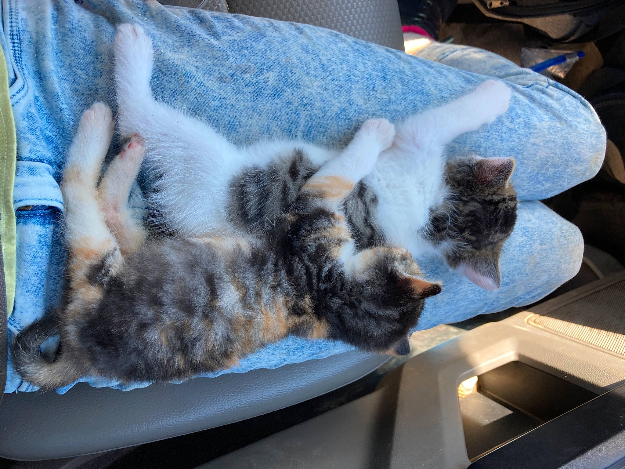 Susie Q is registered to the contest to win money with this photo: carnivore, cat, claw, comfort, denim, domestic_short_haired_cat, felidae, fur, grey, nap, paw, small_to_medium_sized_cats, tail, whiskers