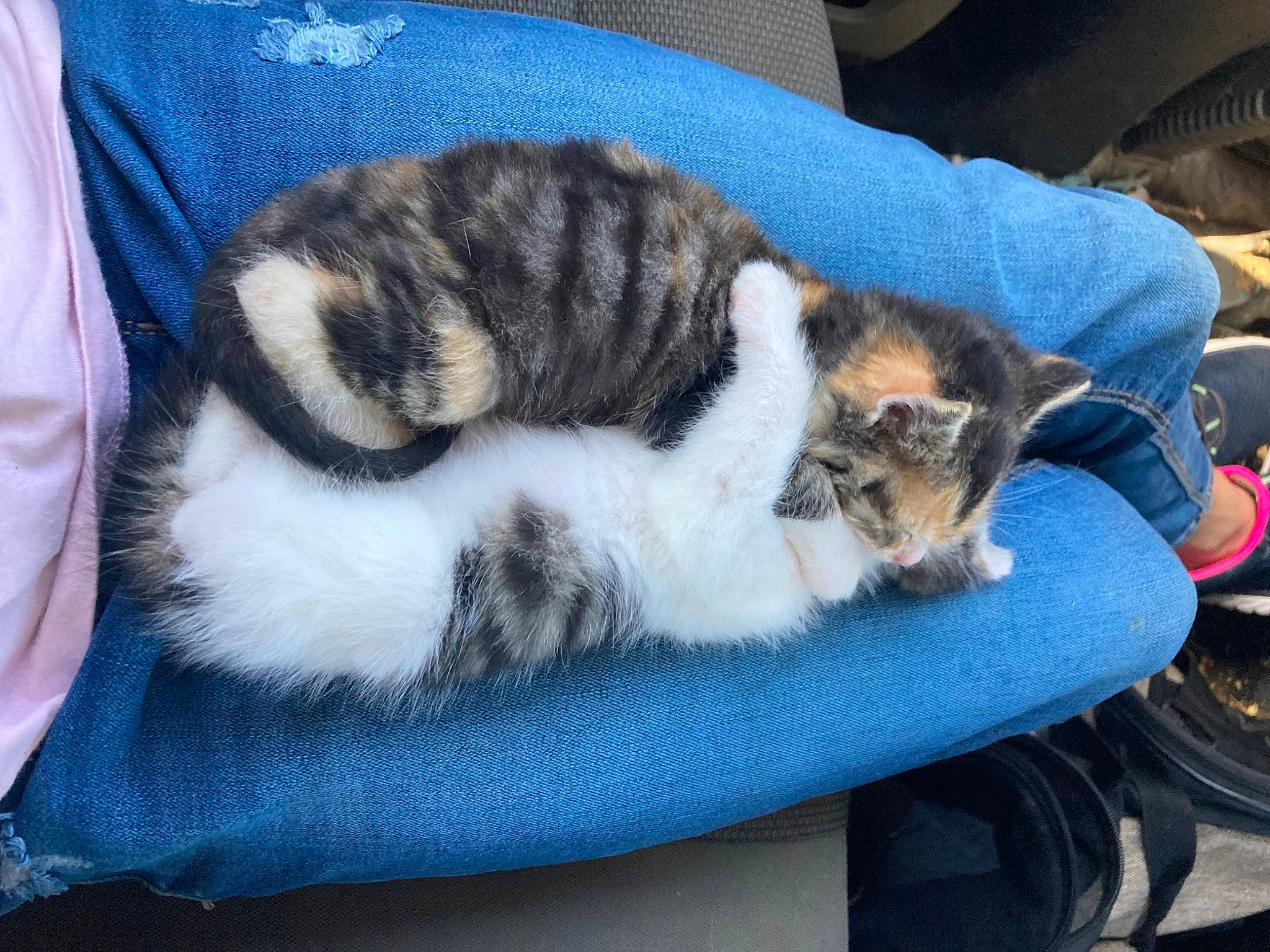 Susie Q joined the competition — help win amazing prizes! bag, carnivore, cat, cat_supply, claw, comfort, domestic_short_haired_cat, felidae, fur, lap, nap, paw, sleep, small_to_medium_sized_cats, snout, tail, whiskers