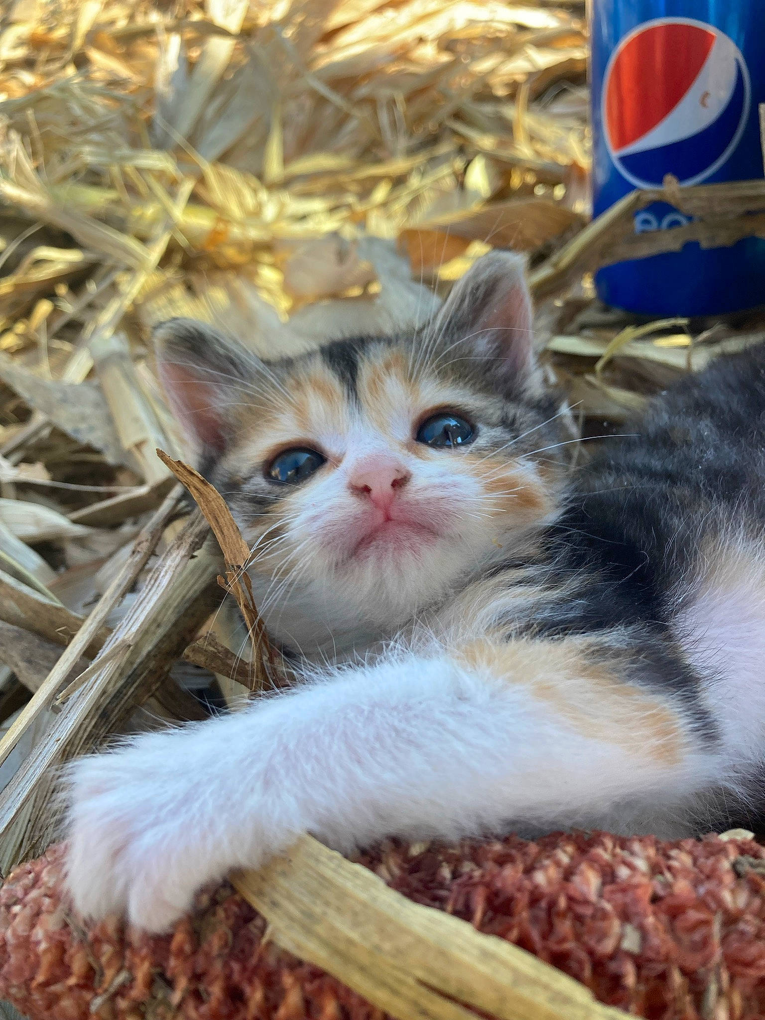 Susie Q is registered to the contest to win money with this photo: animal_shelter, carnivore, cat, cat_supply, claw, domestic_short_haired_cat, fawn, felidae, fur, grass, logo, paw, pet_food, photo_caption, plant, small_to_medium_sized_cats, snout, twig, whiskers