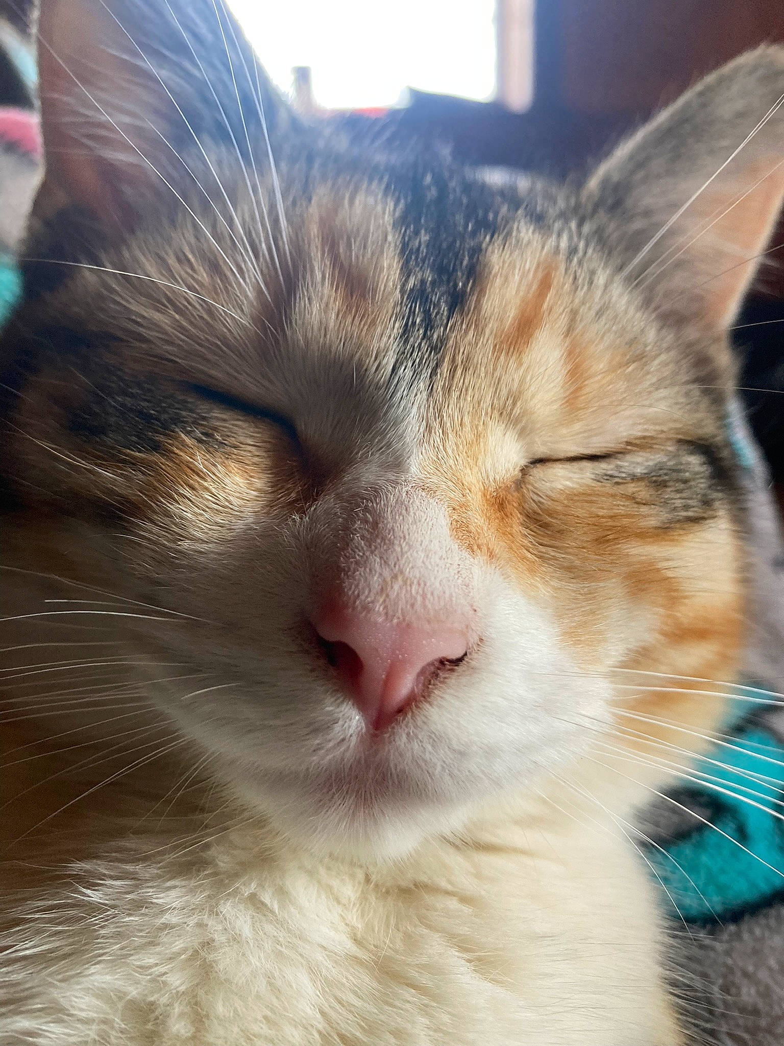 Susie Q joined the competition — help win amazing prizes! carnivore, cat, cloud, comfort, domestic_short_haired_cat, eye, felidae, fur, head, nap, paw, sky, sleep, small_to_medium_sized_cats, snout, tail, tree, whiskers