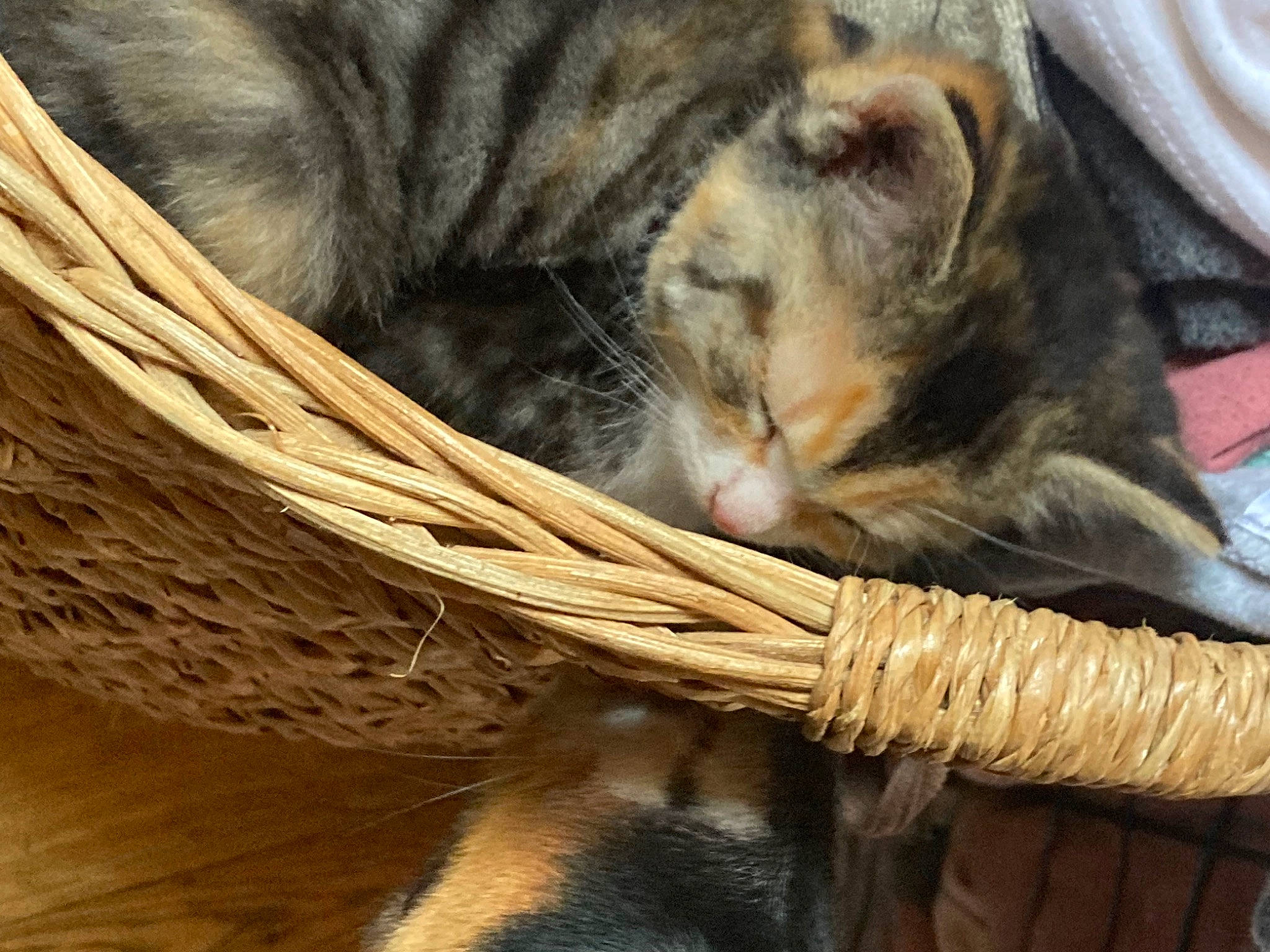 Susie Q is registered to the contest to win money with this photo: carnivore, cat, comfort, domestic_short_haired_cat, fawn, felidae, fur, grass, plant, rope, small_to_medium_sized_cats, snout, tail, terrestrial_animal, thread, tree, whiskers, wicker, wood, wool