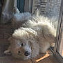 dog, white, fluffy, lying_down, sunlight, glass_door, relaxed, indoor, tile_floor, pet, fur, cute, playful, animal, home, cozy, resting, daylight, window, content