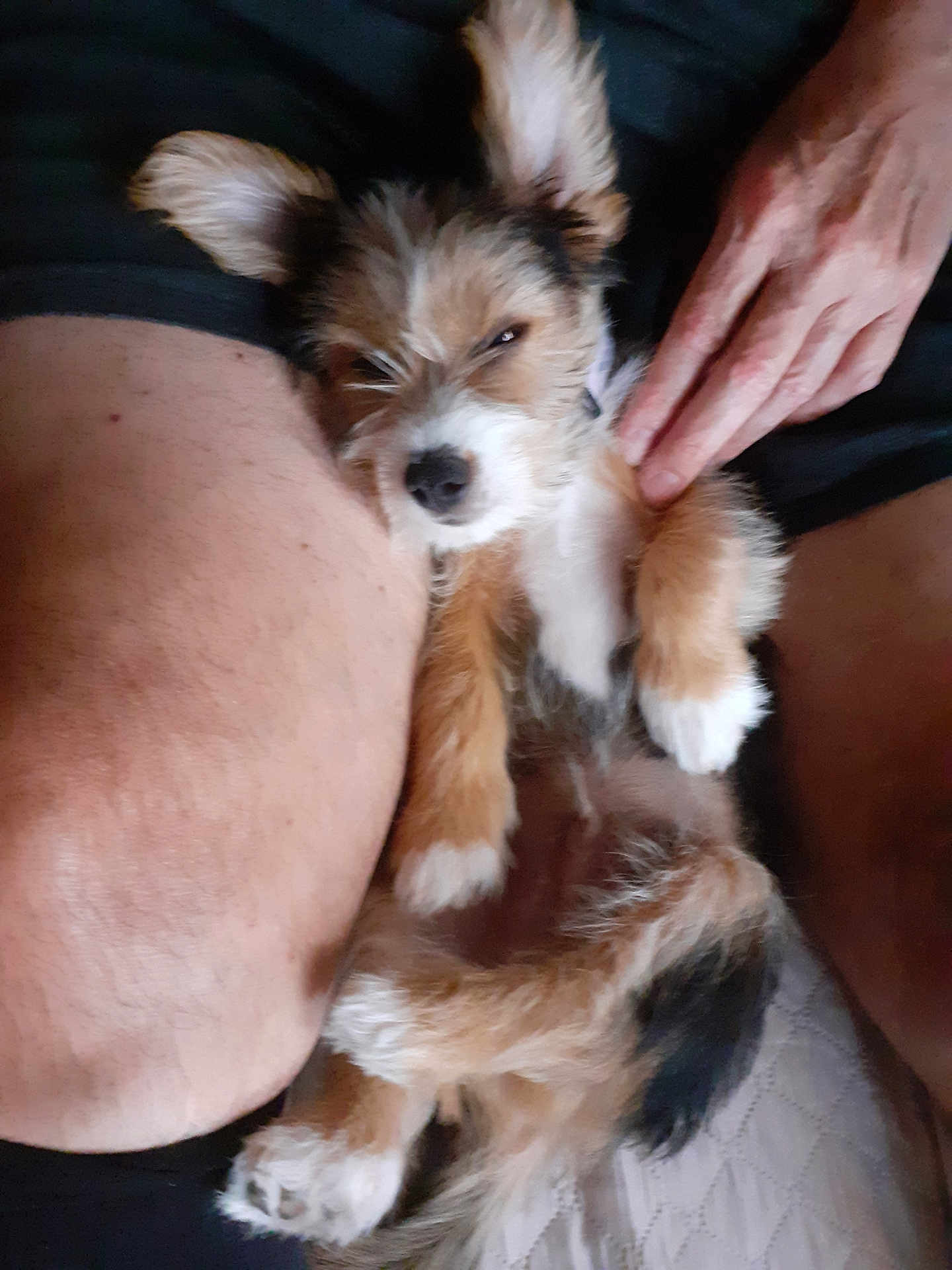 Wiston a rejoint le concours — aidez-le/la à gagner de superbes lots ! puppy, dog, pet, sleepy, fur, legs, hand, relaxing, cute, animal, domestic, closeup, lying_down, resting, bed, human, skin, comfort, gentle, paw