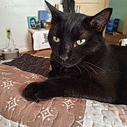 Slinky is registered to the contest to win money with this photo: animal, background, bedroom, black_cat, cat, close_up, domestic_animal, door, feline, furniture, green_eyes, home, indoor, patterned_quilt, paw, pet, quilt, relaxed, resting, whiskers