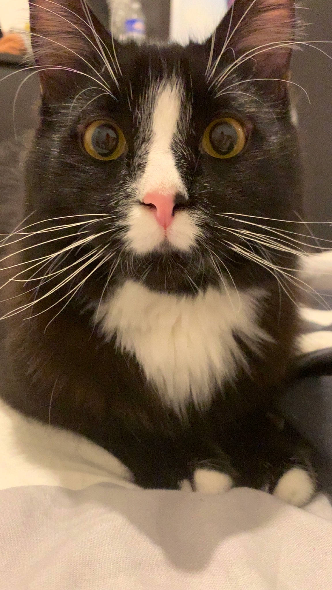 Simbouche a rejoint le concours — aidez-le/la à gagner de superbes lots ! carnivore, cat, domestic_short_haired_cat, eye, felidae, fur, hair, head, human_body, iris, paw, small_to_medium_sized_cats, snout, terrestrial_animal, whiskers, window