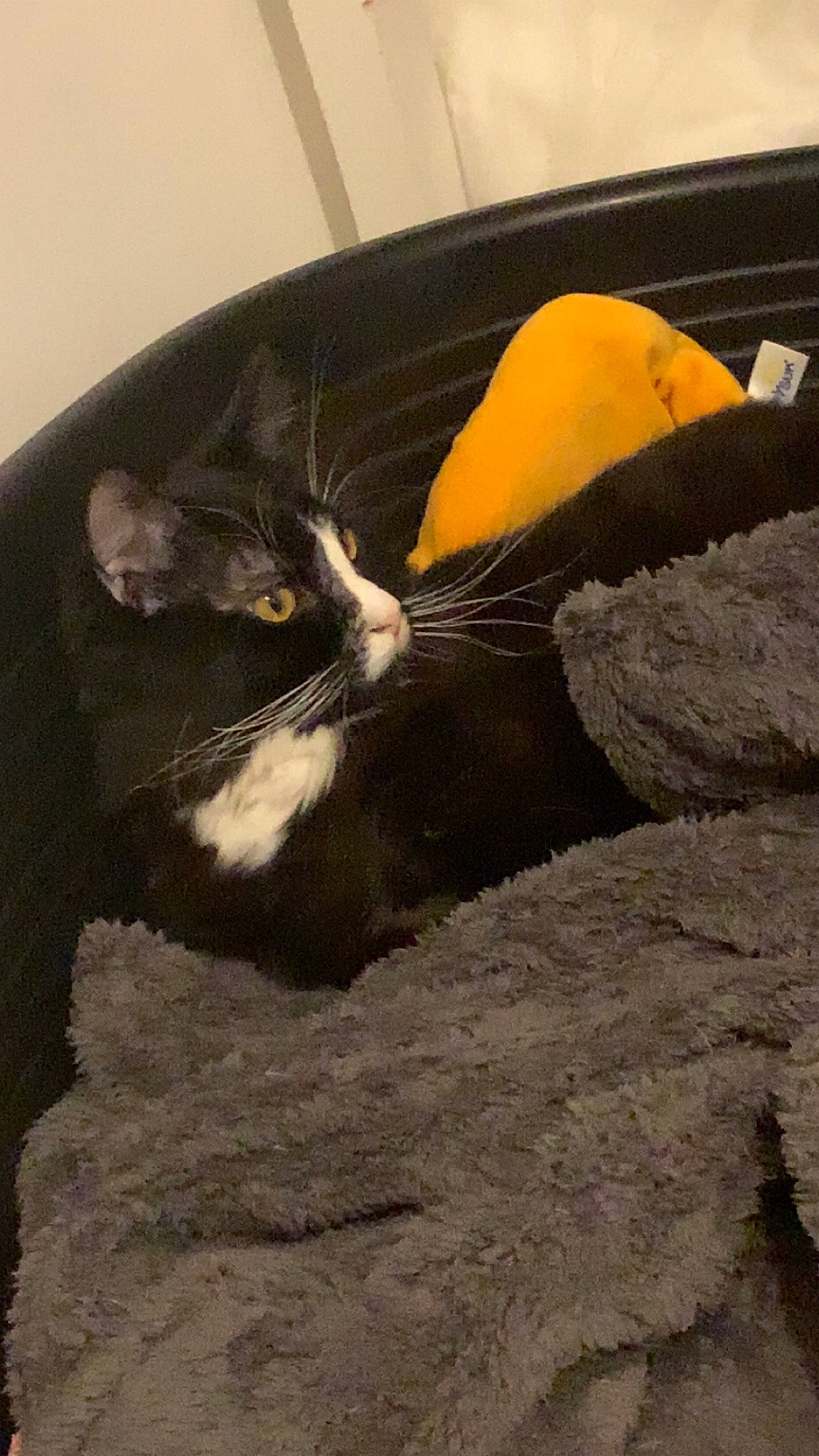 Simbouche a rejoint le concours — aidez-le/la à gagner de superbes lots ! automotive_tire, black_cat, carnivore, cat, claw, comfort, domestic_short_haired_cat, felidae, flooring, fur, paw, rock, sitting, small_to_medium_sized_cats, tail, terrestrial_animal, tints_and_shades, whiskers, window, wood