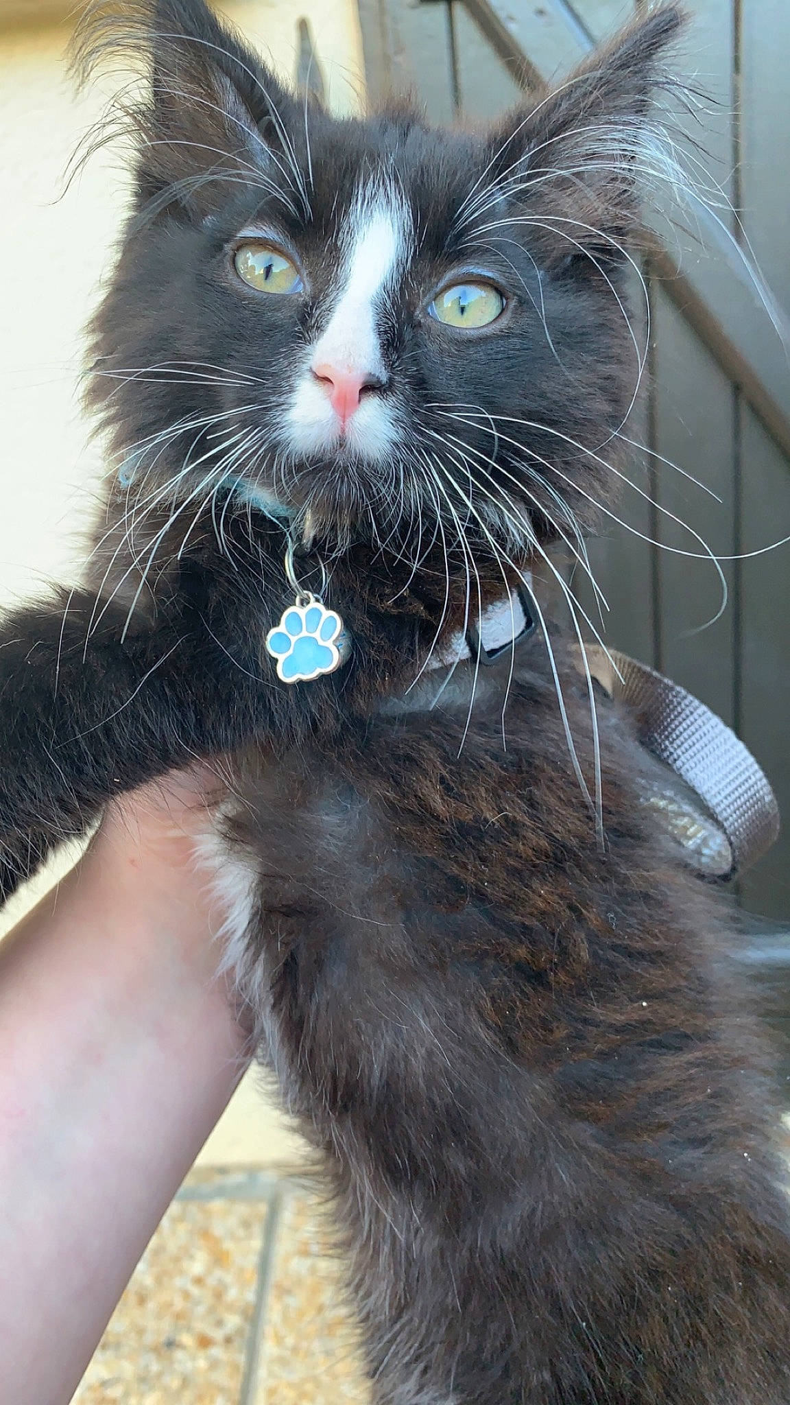 Simbouche participe au concours pour gagner de l'argent avec cette photo : black_cat, carnivore, cat, claw, collar, domestic_short_haired_cat, electric_blue, felidae, foot, formal_wear, fur, gesture, iris, paw, sitting, small_to_medium_sized_cats, snout, tail, terrestrial_animal, whiskers