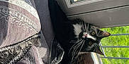 Simbouche participe au concours pour gagner de l'argent avec cette photo : automotive_exterior, automotive_tire, car, carnivore, cat, comfort, felidae, glass, grass, grey, plant, small_to_medium_sized_cats, tail, textile, tints_and_shades, tree, vehicle_door, whiskers, window, wood