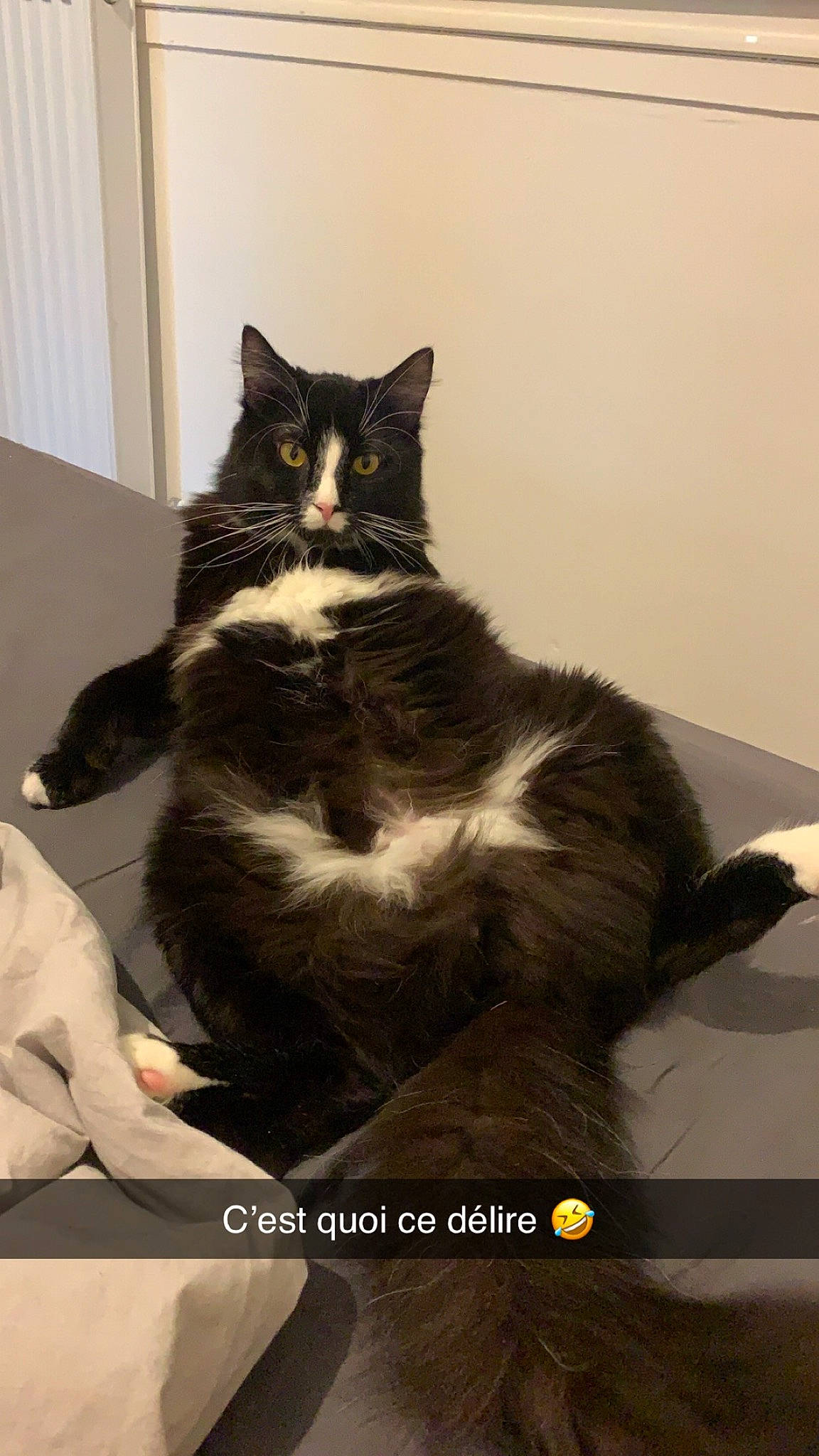 Simbouche participe au concours pour gagner de l'argent avec cette photo : black_cat, carnivore, cat, claw, comfort, domestic_short_haired_cat, felidae, formal_wear, fur, monochrome_photography, paper_product, paw, photo_caption, sitting, small_to_medium_sized_cats, snout, tail, whiskers