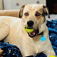Lola is registered to the contest to win money with this photo: dog, blue_eyes, tennis_ball, blanket, indoor, pet, collar, playful, closeup, animal, canine, fur, cute, resting, mouth, toy, domestic_animal, comfort, lying_down, focused