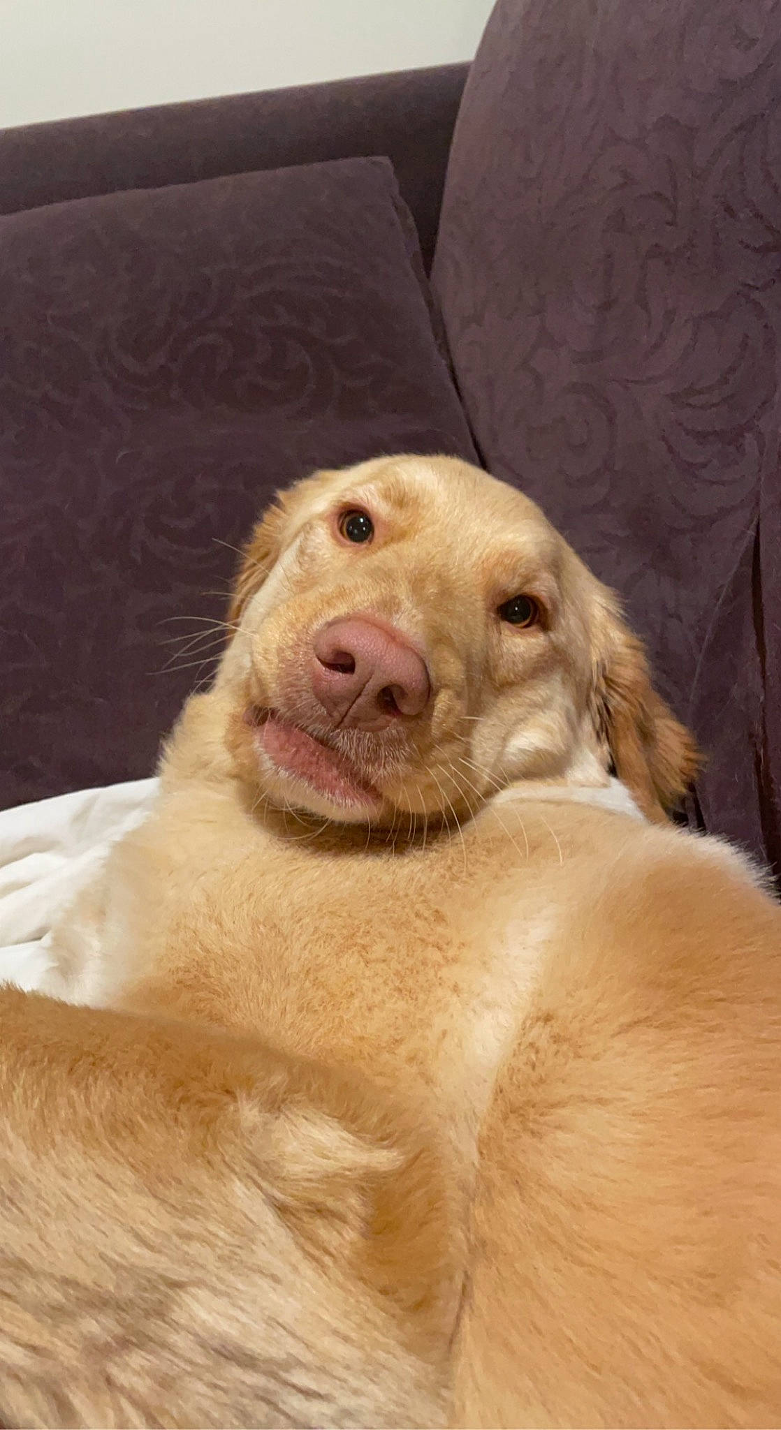 Nimbus is registered to the contest to win money with this photo: canidae, carnivore, companion_dog, dog, dog_breed, fang, fawn, fur, jaw, labrador_retriever, paw, retriever, smile, snout, sporting_group, terrestrial_animal, whiskers, wildlife, working_animal, wrinkle