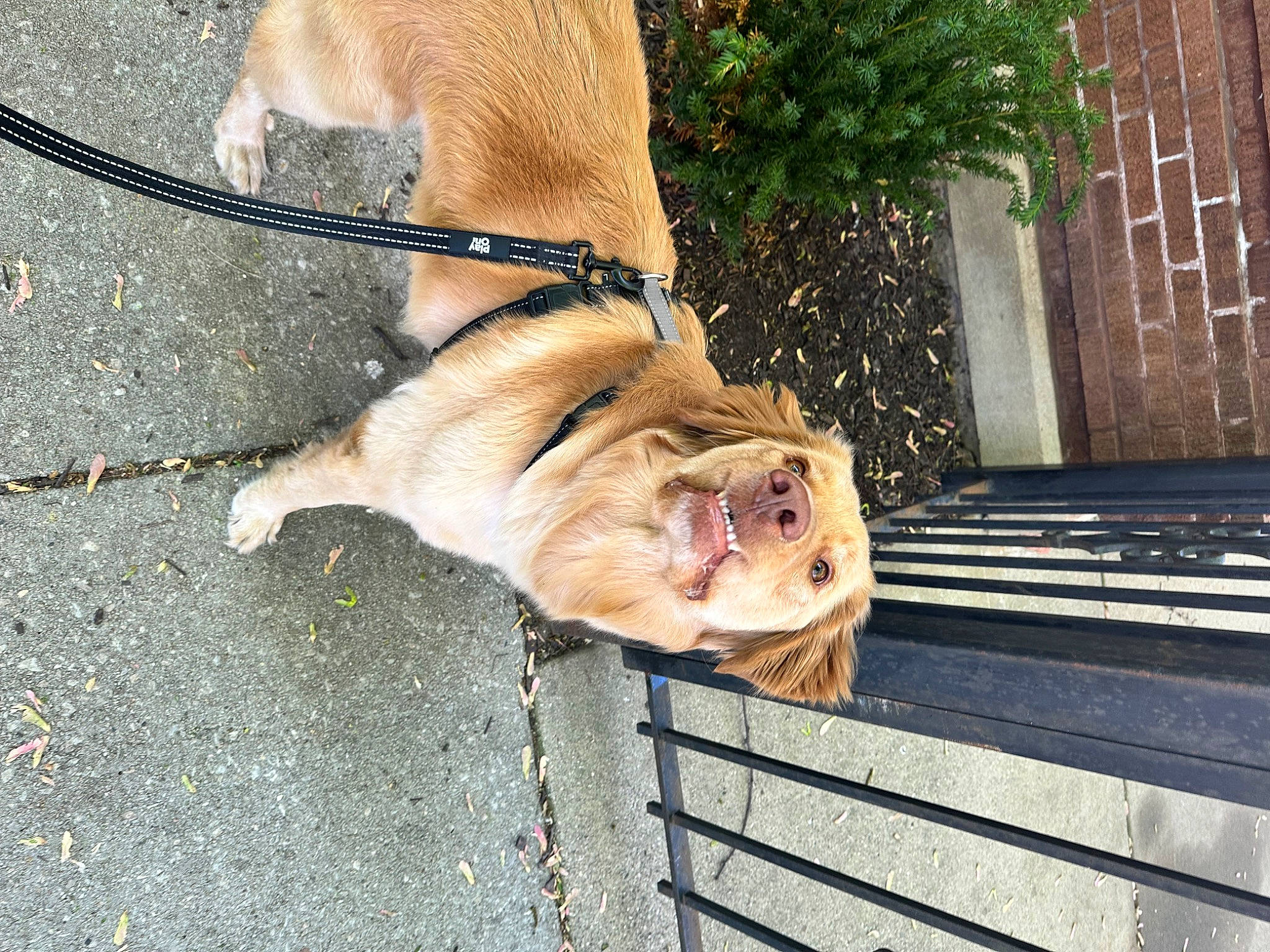 Nimbus is registered to the contest to win money with this photo: animal_shelter, carnivore, collar, companion_dog, dog, dog_breed, fawn, felidae, fur, houseplant, leash, pet_supply, plant, snout, sporting_group, tail, terrestrial_animal, whiskers, wood, working_animal