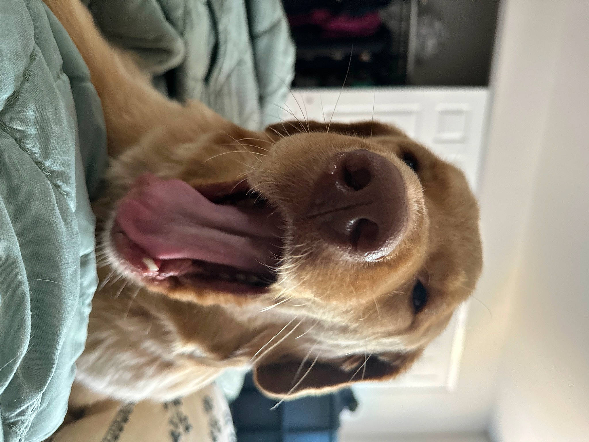 Nimbus joined the competition — help win amazing prizes! carnivore, collar, comfort, companion_dog, dog, dog_breed, ear, fawn, felidae, fur, gesture, human_leg, jaw, liver, selfie, small_to_medium_sized_cats, snout, sporting_group, whiskers, working_animal