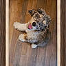 Levi is registered to the contest to win money with this photo: animal, brown, canine, curly_fur, cute, dog, framed_photo, friendly, furry, happy, home, indoor, looking_up, pet, playful, portrait, smiling, tongue_out, white, wooden_floor
