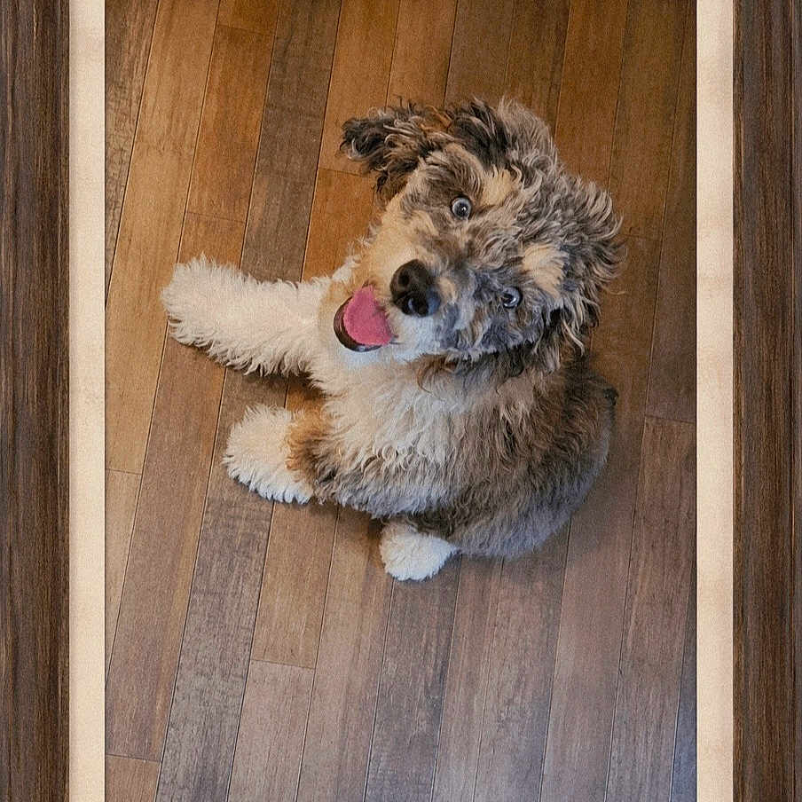 Levi