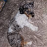 Levi joined the competition — help win amazing prizes! animal, bed, blanket, comfort, cozy, curly_fur, cute, dog, domestic_animal, fluffy, fur, furry, indoor, mammal, pet, puppy, relaxation, resting, sleeping, small_dog