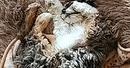 Levi is registered to the contest to win money with this photo: animal, bed, blanket, comfort, cozy, curled_up, cute, dog, domestic_animal, fluffy, fur, indoors, paw_print, pet, relaxed, resting, sleeping, snuggled, soft, warm