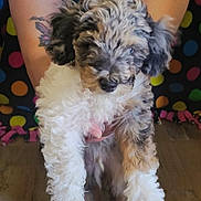 Levi joined the competition — help win amazing prizes! puppy, dog, curly_fur, pet, animal, person, tattoo, arm, holding, indoor, colorful_background, polka_dots, floor, cute, fur, small_dog, mammal, portrait, soft_lighting, shy