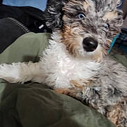 Levi joined the competition — help win amazing prizes! animal, blanket, blue_eyes, canine, close_up, cozy, curly_fur, cute, dog, domestic, fluffy, fur, green_blanket, indoor, looking, pet, puppy, relaxed, resting, young_dog