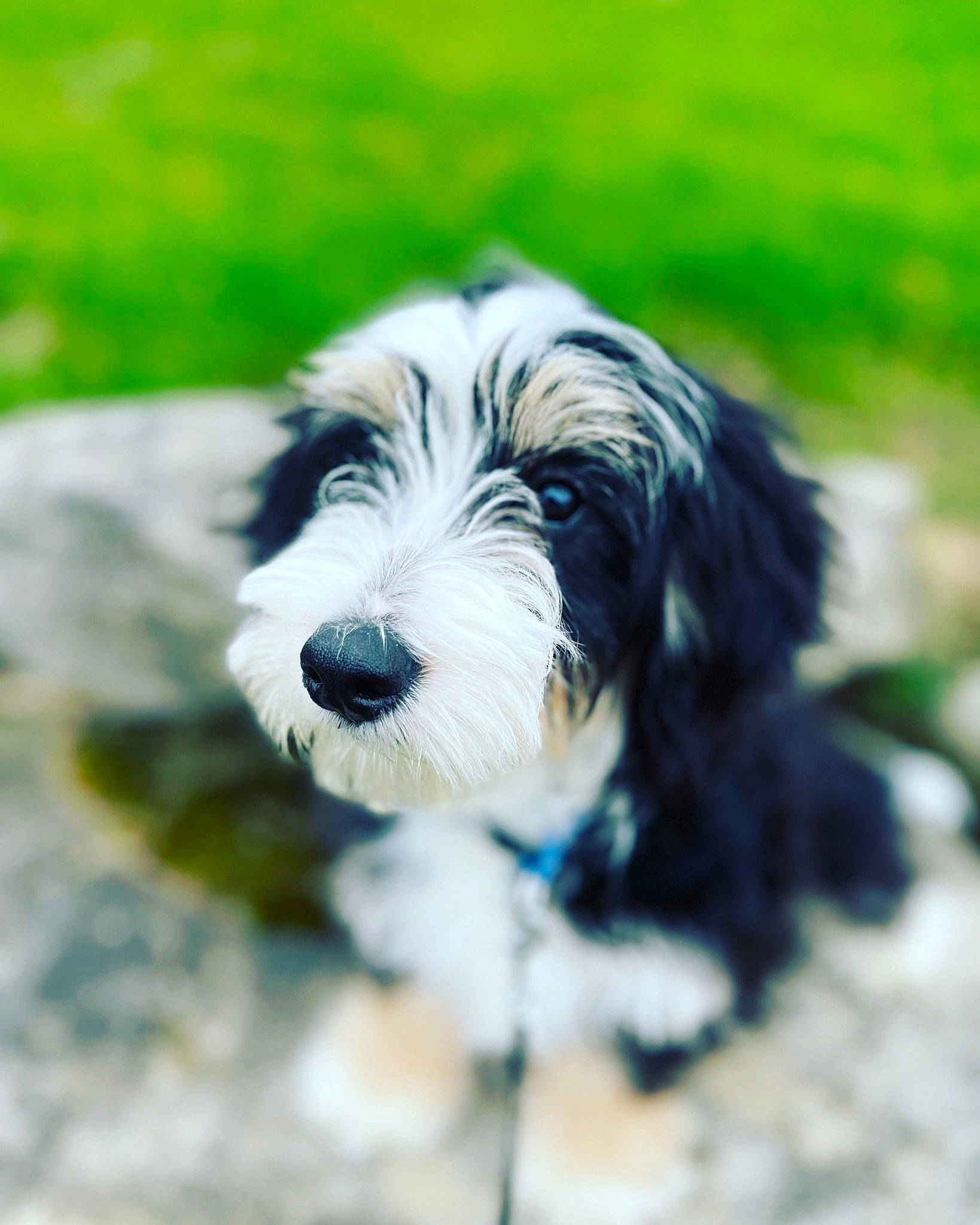Jackie is registered to the contest to win money with this photo: biewer_terrier, canidae, carnivore, companion_dog, dog, dog_breed, grass, liver, puppy, small_terrier, snout, sporting_group, terrestrial_animal, terrier, toy_dog, working_animal, working_dog
