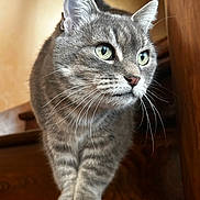Mia a rejoint le concours — aidez-le/la à gagner de superbes lots ! cat, gray_tabby, green_eyes, whiskers, curious, wooden_stairs, indoor, pet, feline, close_up, animal, domestic_cat, cute, portrait, fur, paws, looking_away, side_view, alert, house_cat