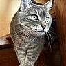 cat, gray_tabby, green_eyes, whiskers, curious, wooden_stairs, indoor, pet, feline, close_up, animal, domestic_cat, cute, portrait, fur, paws, looking_away, side_view, alert, house_cat