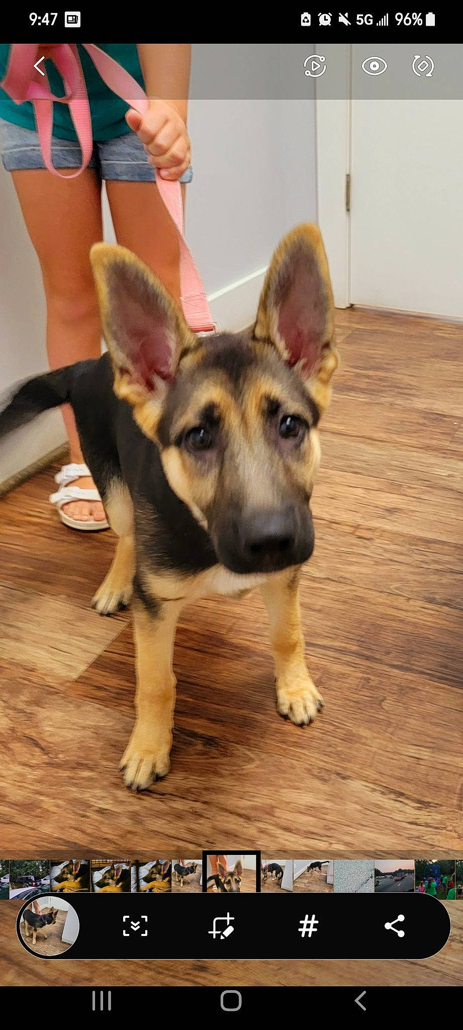 Kaia is registered to the contest to win money with this photo: calf, carnivore, companion_dog, dog, dog_breed, flooring, german_shepherd_dog, happy, hardwood, herding_dog, human_leg, knee, paw, plank, snout, thigh, varnish, wood, wood_stain, working_animal