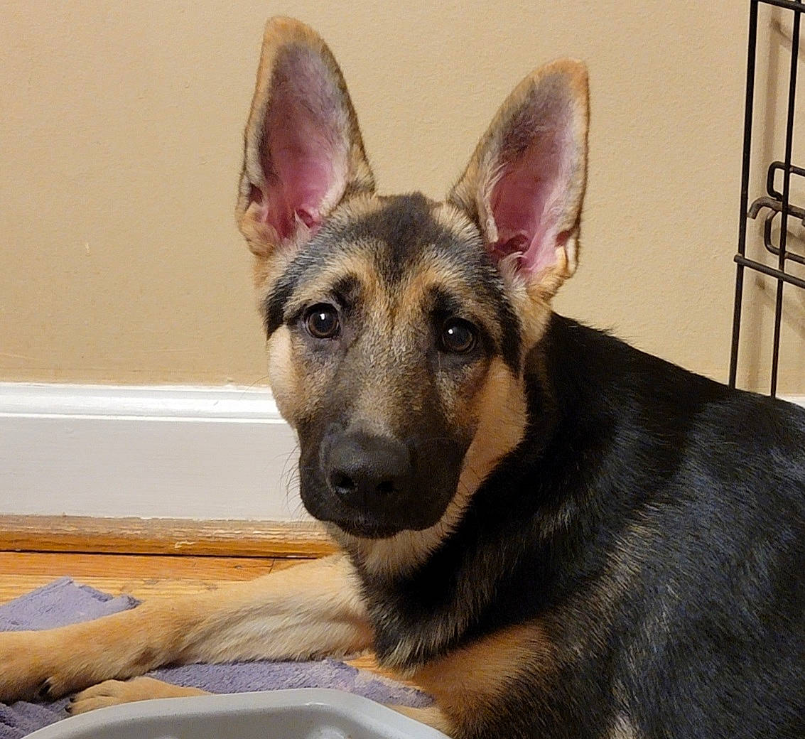 Kaia joined the competition — help win amazing prizes! canidae, carnivore, companion_dog, dog, dog_breed, dog_supply, ear, east_european_shepherd, fawn, fur, german_shepherd_dog, herding_dog, jaw, king_shepherd, old_german_shepherd_dog, serveware, snout, tableware, whiskers, working_animal