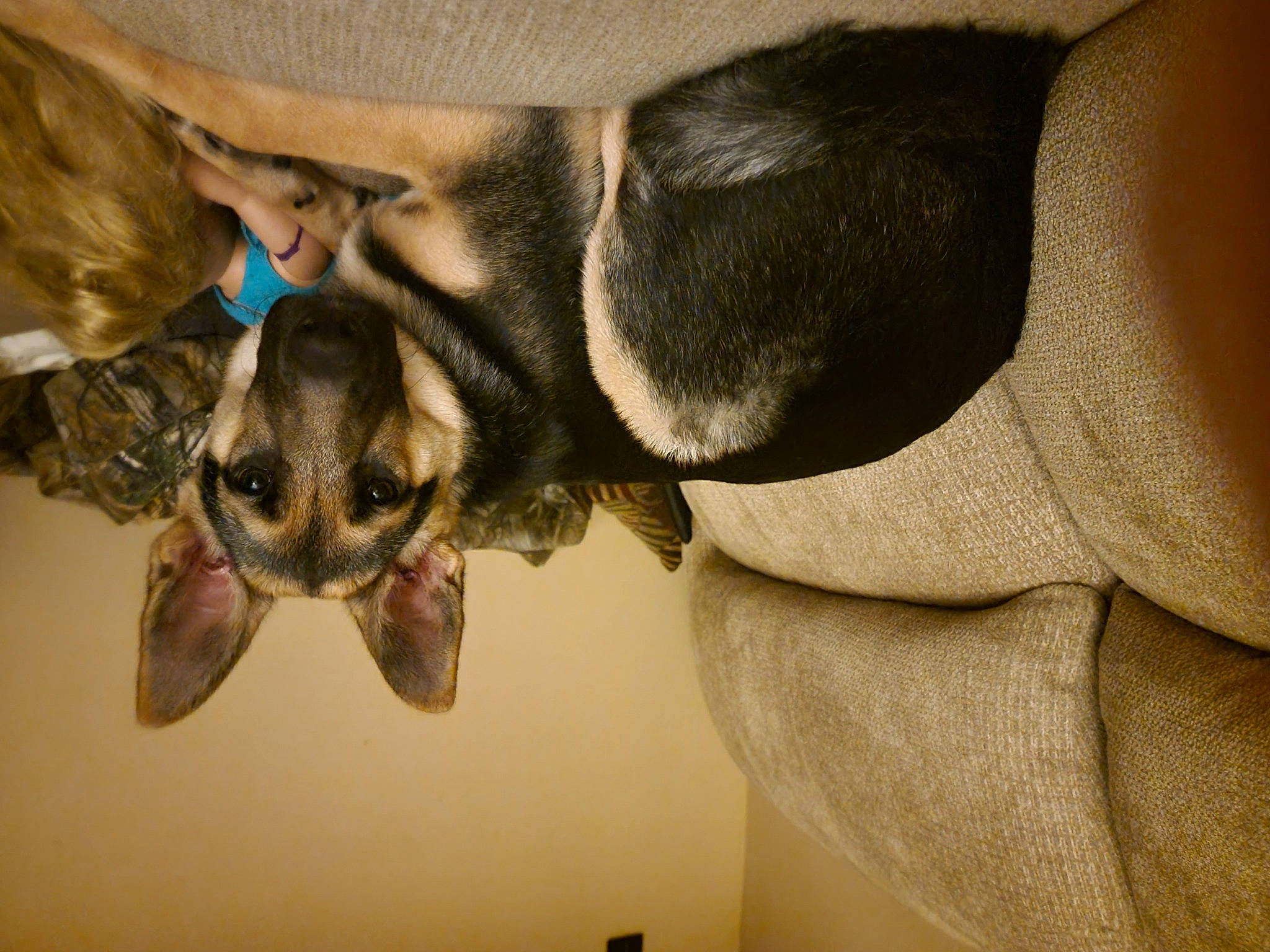 Kaia joined the competition — help win amazing prizes! carnivore, comfort, companion_dog, dog, dog_breed, ear, eyewear, fawn, felidae, fur, gesture, glasses, jaw, snout, sporting_group, sunglasses, toy_dog, whiskers, working_animal, wrinkle