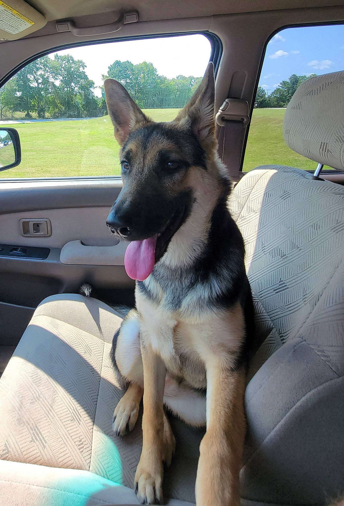 Kaia is registered to the contest to win money with this photo: auto_part, automotive_exterior, automotive_mirror, car, carnivore, companion_dog, dog, dog_breed, family_car, fawn, foot, german_shepherd_dog, herding_dog, motor_vehicle, plant, vehicle, vehicle_door, window, windshield, working_animal