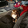 cat, tabby_cat, couch, blanket, pillow, living_room, carpet, furniture, home_interior, domestic_animal, pet, cozy, resting, curious, indoor, colorful, fabric, relaxing, fur, whiskers