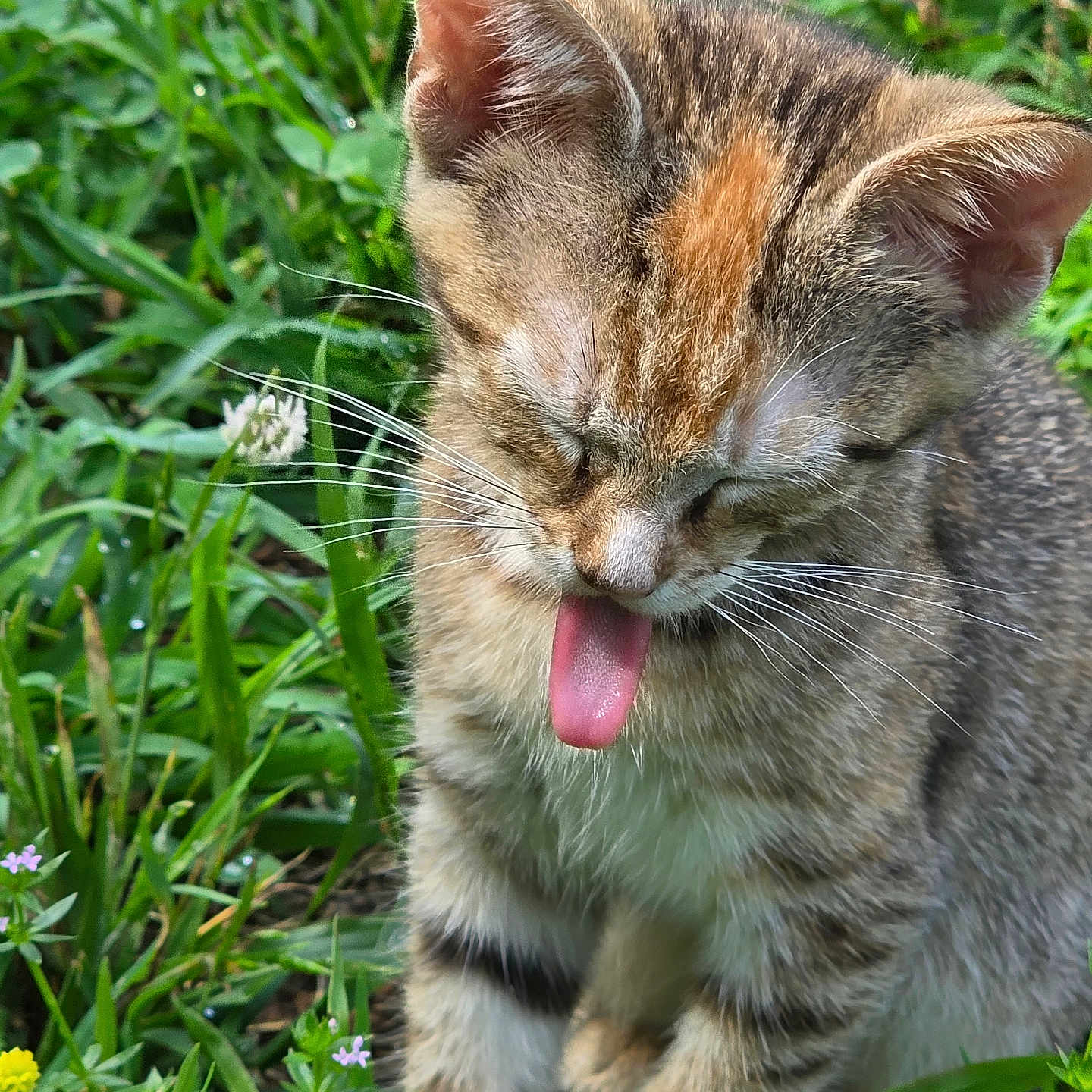 French Fry is registered to the contest to win money with this photo: adorable, animal, cat, closeup, cute, flowers, fur, grass, greenery, kitten, mammal, nature, outdoor, pet, playful, sitting, small, tongue_out, whiskers, young