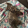 kitten, cat, tabby, pet, animal, cute, feline, lying_down, blanket, hello_kitty, patterned_blanket, indoor, cozy, fur, whiskers, ears, tail, small_animal, resting, looking_at_camera