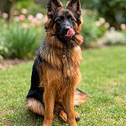 Aïka participe au concours pour gagner de l'argent avec cette photo : dog, german_shepherd, tongue_out, sitting, grass, outdoor, pet, mammal, animal, fur, ears, garden, nature, canine, portrait, looking_at_camera, cute, tongue, collar, tag