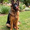 dog, german_shepherd, tongue_out, sitting, grass, outdoor, pet, mammal, animal, fur, ears, garden, nature, canine, portrait, looking_at_camera, cute, tongue, collar, tag