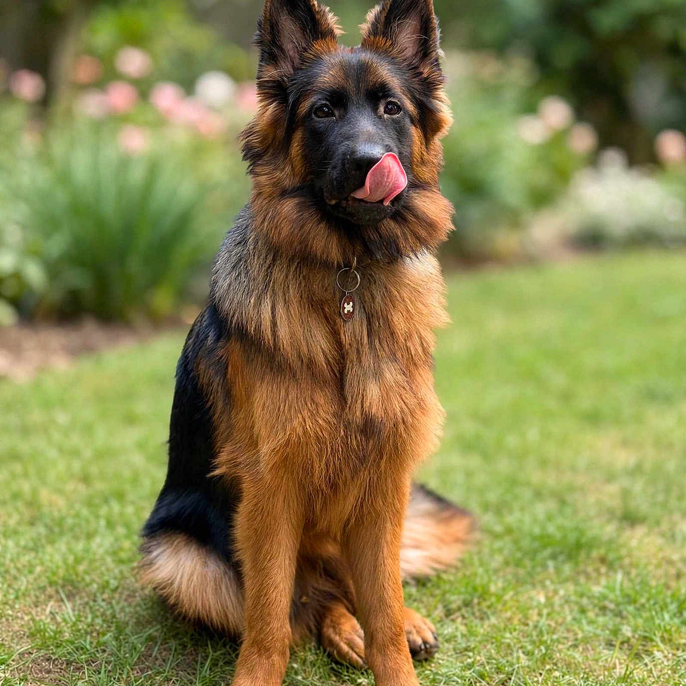 Aïka participe au concours pour gagner de l'argent avec cette photo : dog, german_shepherd, tongue_out, sitting, grass, outdoor, pet, mammal, animal, fur, ears, garden, nature, canine, portrait, looking_at_camera, cute, tongue, collar, tag