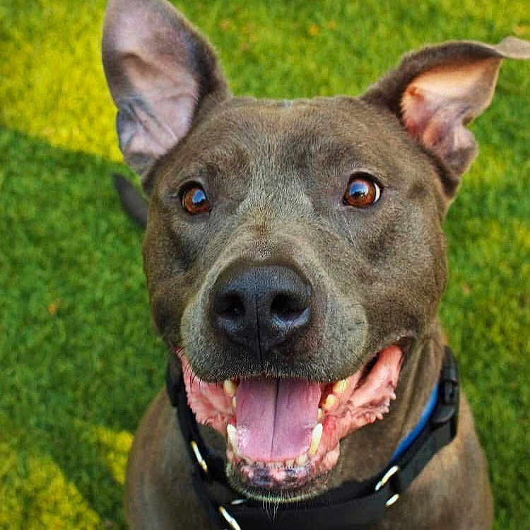 Apollo joined the competition — help win amazing prizes! animal, black, brown, canine, closeup, collar, daylight, dog, ears, friendly, grass, happy, mouth, nature, outdoor, pet, playful, smiling, tongue, white_patch