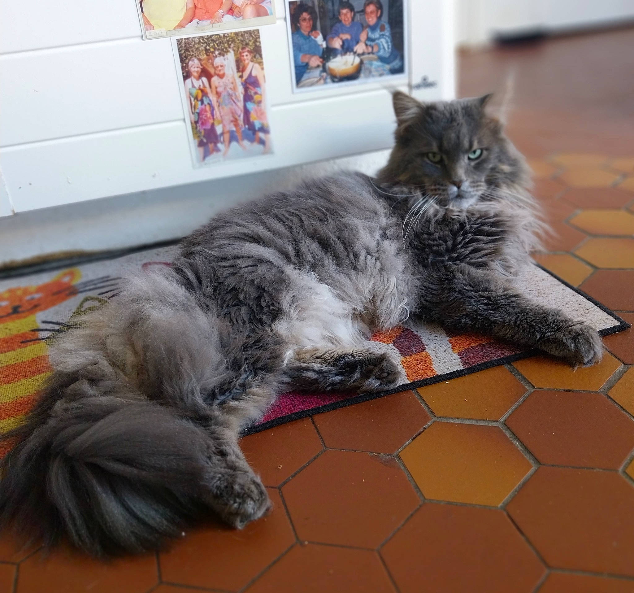 Perceval a rejoint le concours — aidez-le/la à gagner de superbes lots ! british_longhair, carnivore, cat, claw, comfort, domestic_short_haired_cat, felidae, floor, flooring, fur, grey, paw, picture_frame, small_to_medium_sized_cats, tail, terrestrial_animal, whiskers, window, wood