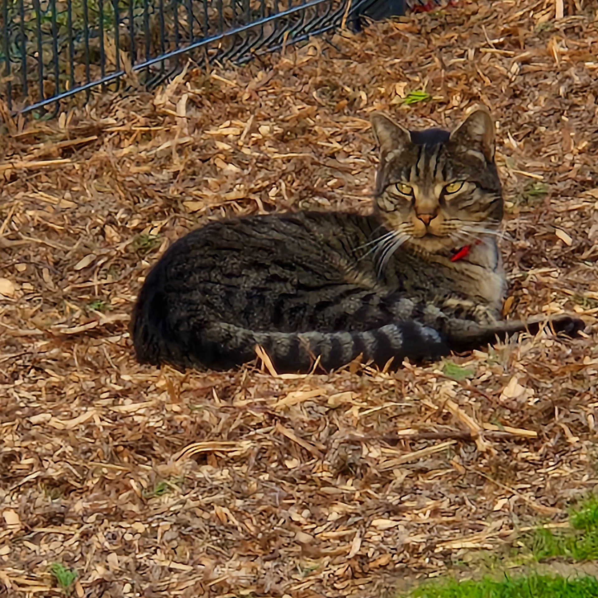 Tiggi