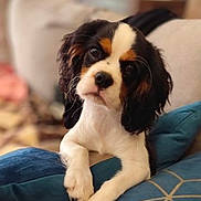 Altesse participe au concours pour gagner de l'argent avec cette photo : puppy, dog, tricolor, cushion, blue_cushion, indoor, pet, cute, animal, relaxed, portrait, fur, young_dog, home, cozy, looking, expression, soft_light, close_up, laying