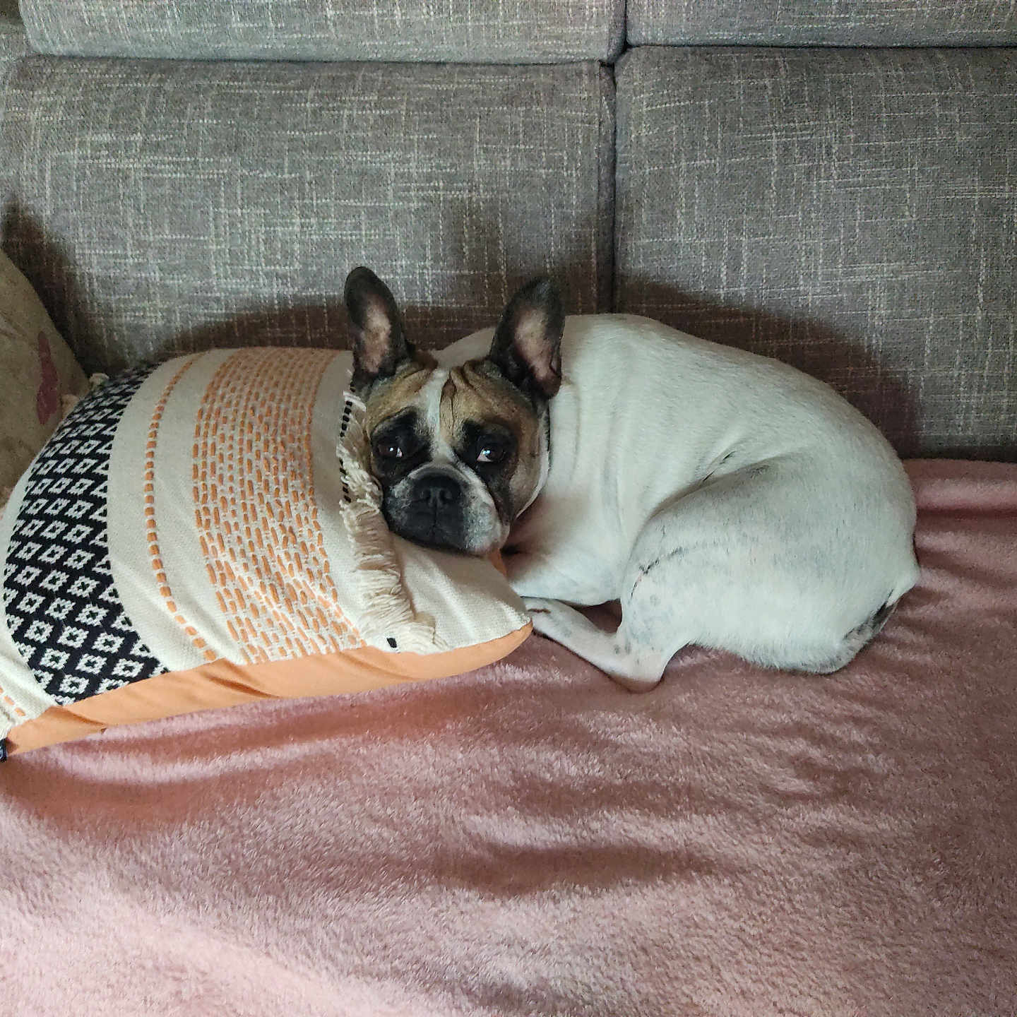 Myla a rejoint le concours — aidez-le/la à gagner de superbes lots ! animal, architecture, blanket, building, bulldog, canine, couch, cushion, dog, frenchbulldog, furniture, homedecor, indoors, linen, livingroom, pet, pillow, pitbull, puppy, room