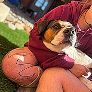 Mortimer is registered to the contest to win money with this photo: dog, person, tattoo, hoodie, grass, outdoor, sunlight, casual, comfort, pet, animal, legs, sock, arm, closeup, relaxing, daylight, portrait, cuddle, nature