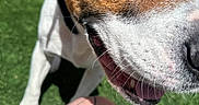 Mortimer is registered to the contest to win money with this photo: dog, close_up, outdoor, grass, pet, animal, happy, mouth_open, whiskers, tattoo, leg, brown, black, white, sunlight, daylight, playful, canine, portrait, nature